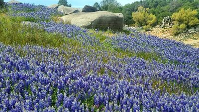 Lavender fields of Provence by Erison Monteiro - search and link Sculpture with SculptSite.com